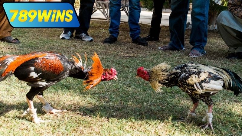 Kinh nghiệm xem và cược đá gà casino trực tiếp ngày hôm nay