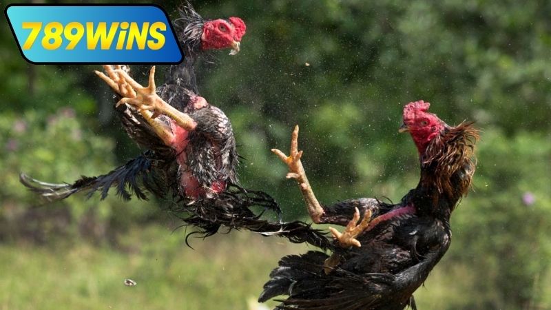 Kinh nghiệm theo dõi đá gà cựa sắt trực tiếp Thomo tại 789WIN