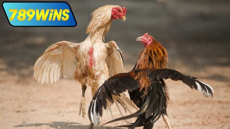 Các hình thức đá gà Khmer trực tiếp được ưa chuộng